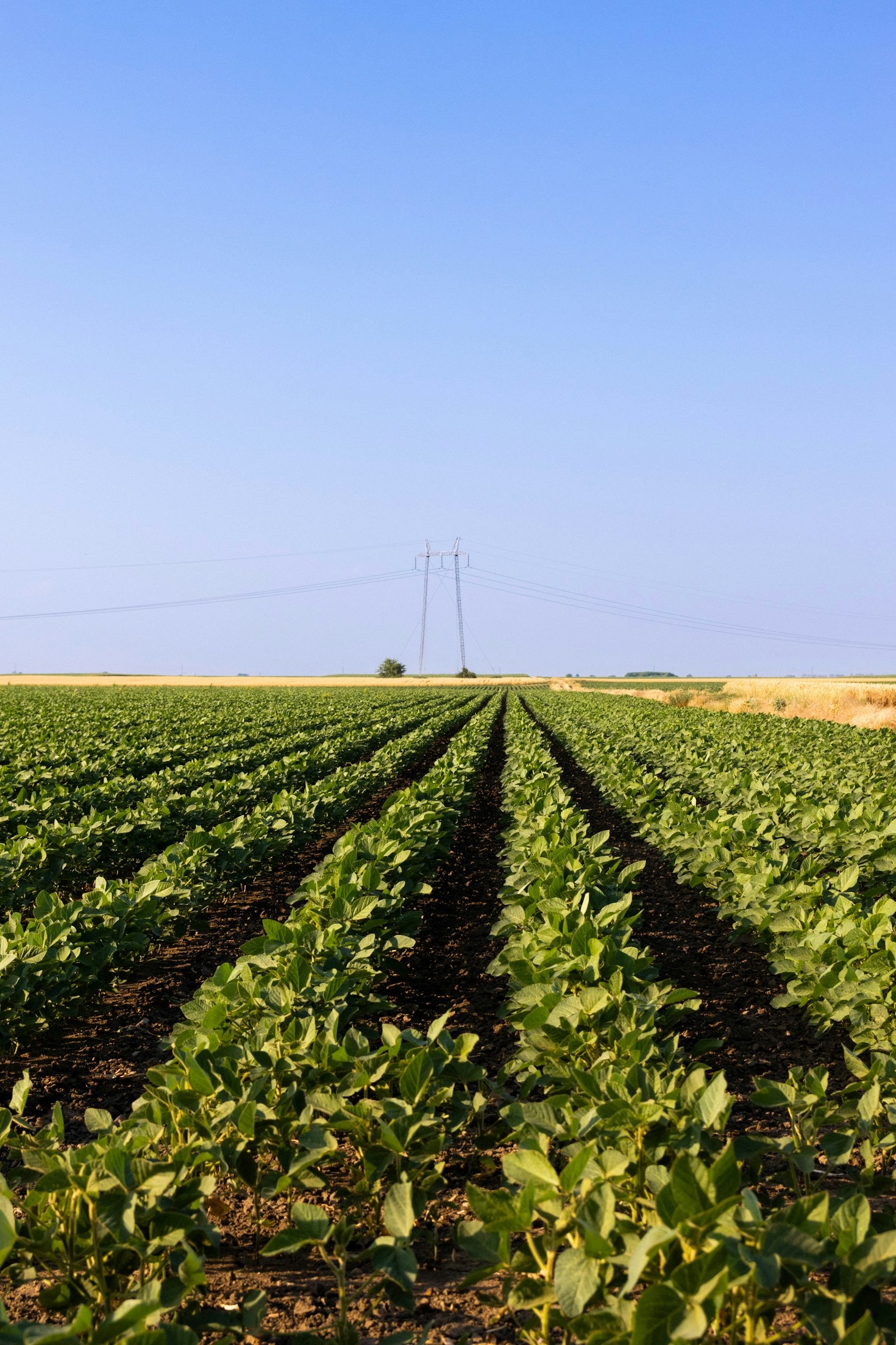 Planejando a expansão de áreas irrigadas com eficácia